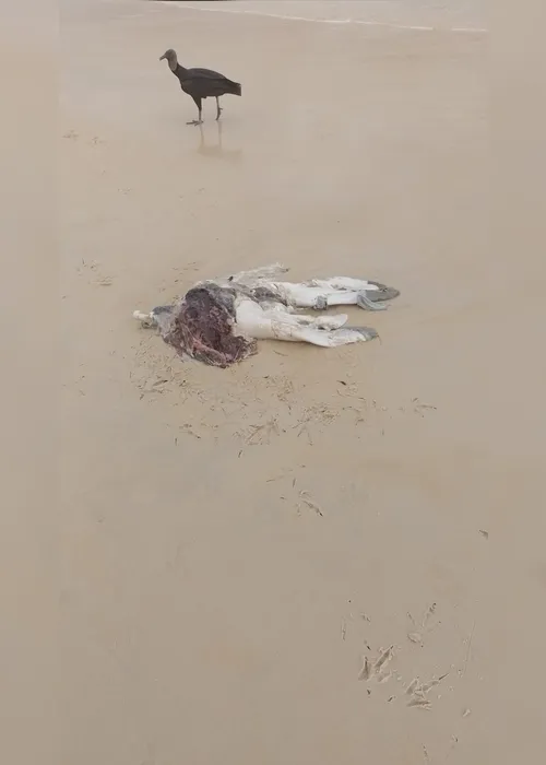 
				Corpo de elefante-marinho encontrado em Jequiá da Praia estava partido ao meio
			
			