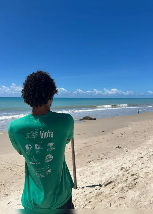 
				Elefante-marinho continua descansando na Barra de Santo Antônio
			
			