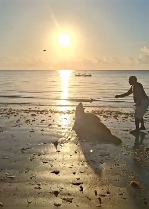 
				Elefante-marinho é molestado por banhistas em praia de Alagoas; veja vídeo
			
			