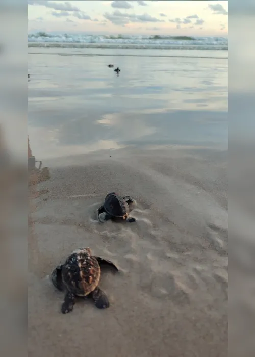 
				Imagens mostram nascimento de filhotes de tartaruga na Praia do Sobral

			