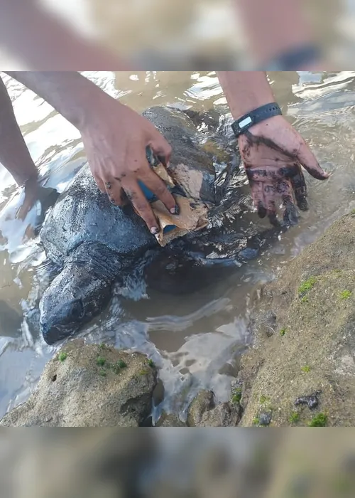 
				Pesquisa aponta que uma em cada cinco tartarugas-verde já ingeriu plástico em Alagoas
			
			