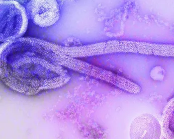 Surto de ebola: número cresce para 528 casos suspeitos e 132 mortes