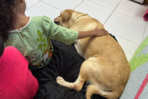 
				Cão de apoio emocional transforma rotina de crianças vítimas de violência
			
			