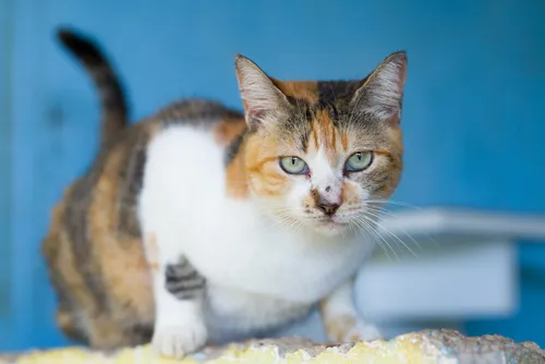 
				Focinho Responsável promove evento Viva Pet – Integrando Vidas
			
			