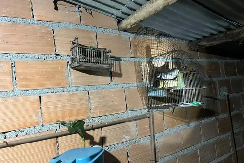 
				Operação revela que Alagoas é rota do tráfico de animais silvestres no Nordeste
			
			