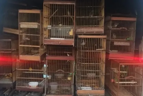 
				PM apreende mais de 100 animais silvestres e arma em operações em AL
			
			