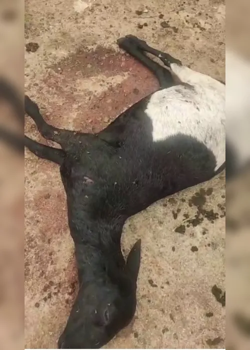 
				Animal devorado: novos ataques do 'chupa-cabra' assustam criadores no Agreste
			
			
