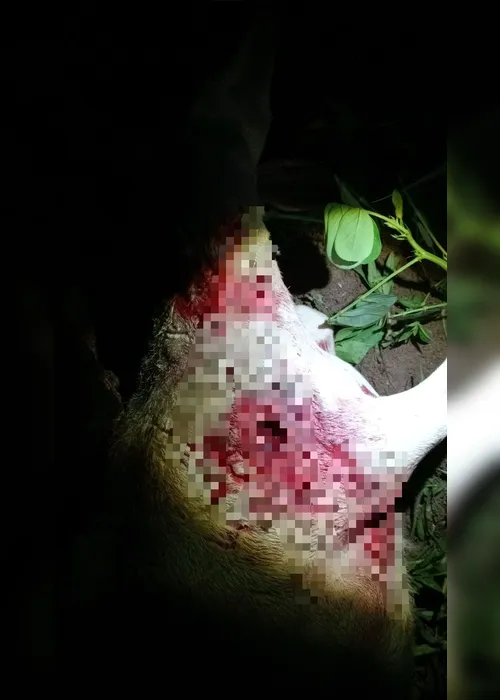 
				Ataques brutais a animais no Agreste de AL passam a ocorrer no início da noite
			
			