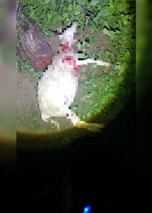 
				Ataques brutais a animais no Agreste de AL passam a ocorrer no início da noite
			
			