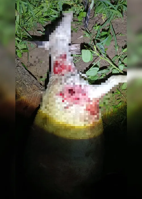 
				Ataques brutais a animais no Agreste de AL passam a ocorrer no início da noite
			
			