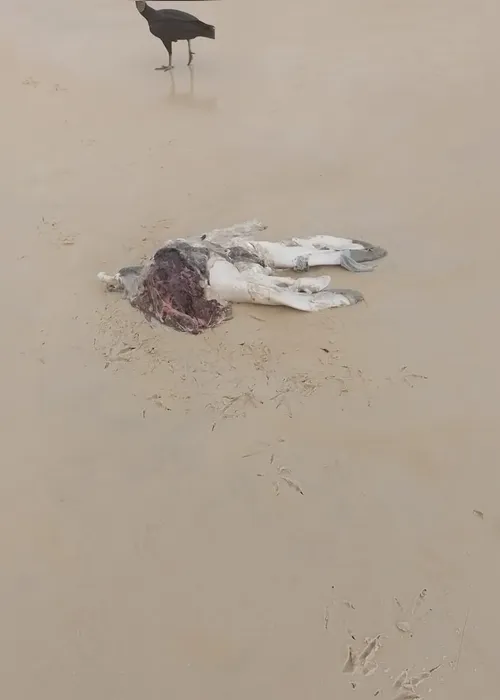 
				Crueldade no litoral de AL: Biota denuncia abate e mutilação de 'Leôncio' a órgãos federais
			
			