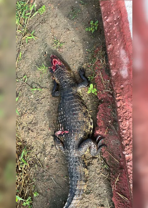 
				Jacaré é encontrado morto após ser visto pelas ruas de Arapiraca
			
			