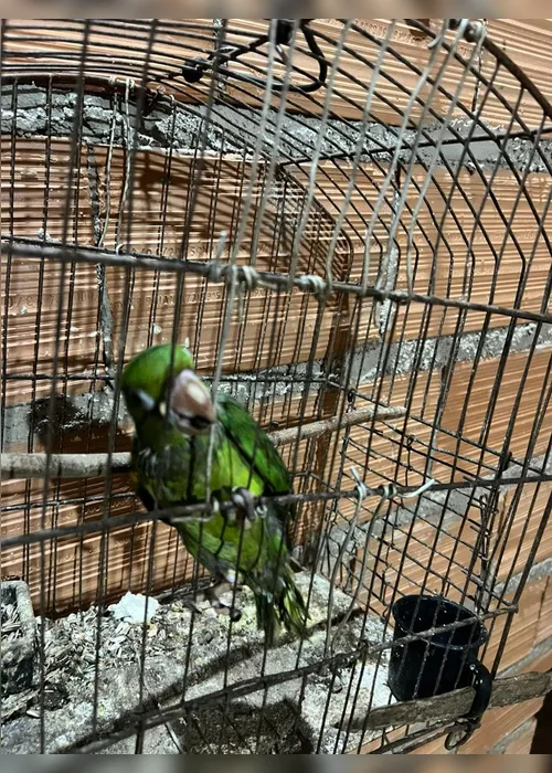 
				Operação revela que Alagoas é rota do tráfico de animais silvestres no Nordeste

			