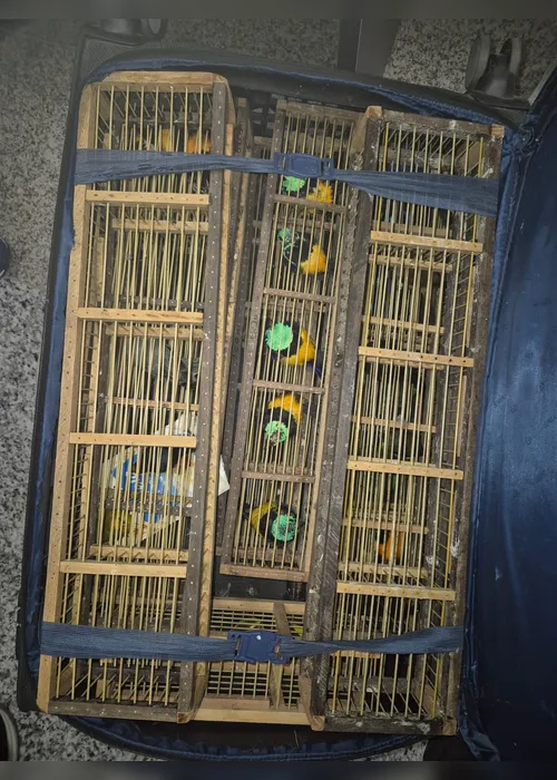 
				PC e PF prendem homem e apreendem 42 aves silvestres dentro de bagagem no aeroporto
			
			