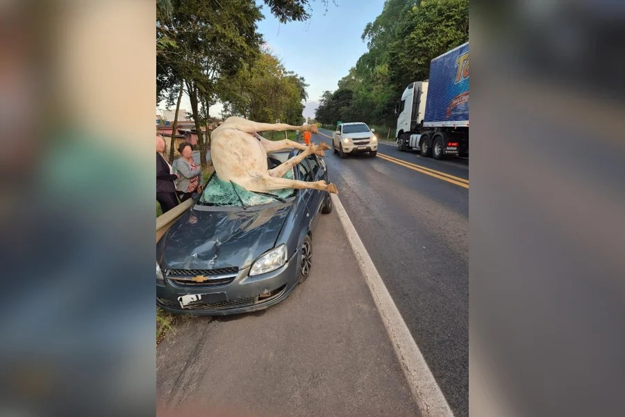 Carro atropela e mata cavalo; duas pessoas ficam feridas