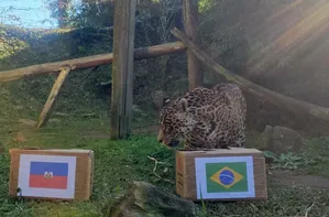 Onça vidente na Copa de 2022 prevê jogo duro do Brasil contra o Haiti