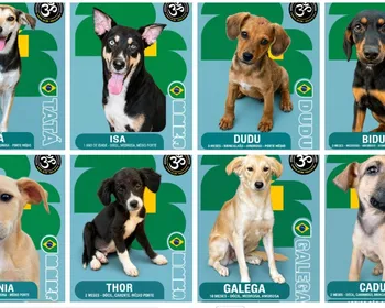 Abrigo de animais entra na trend e cria "álbum de figurinhas” com cães para adoção