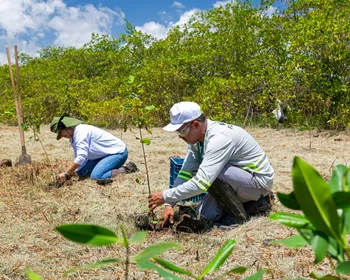 Aflora Mangue vai plantar mais de 60 mil mudas na APA Santa Rita