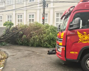 Árvore cai no centro de Maceió e deixa via bloqueada
