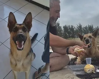 Cachorro de 16 anos vive último dia especial antes de ser eutanasiado