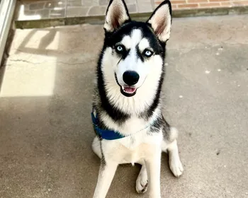 Cachorro morre após se assustar com fogos com estampido durante jogo do Brasil em Maceió; tutora faz alerta