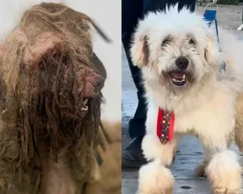 Cachorro Scooby é aceito como parte em processo e juiz condena tutora