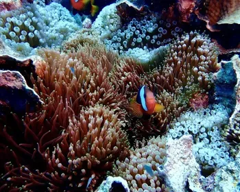 Cientistas encontram mais de 1.000 espécies escondidas no mar no Brasil