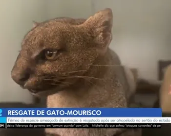 Gato-mourisco é resgatado após atropelamento no Sertão de AL; espécie corre risco de extinção