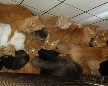Mulher que criou 400 gatos em apartamento é indiciada por maus-tratos