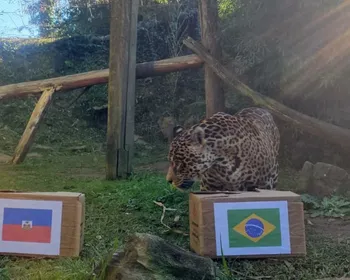 Onça vidente na Copa de 2022 prevê jogo duro do Brasil contra o Haiti