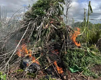 Operação destrói mais de 2 mil pés de maconha e cumpre 22 mandados em AL e PE