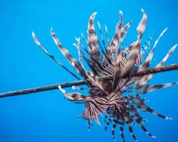 Peixe está dominando o litoral nordestino e pode destruir paraísos