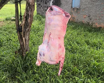 PM apreende armas, resgata 60 aves e encerra abate clandestino no interior de AL