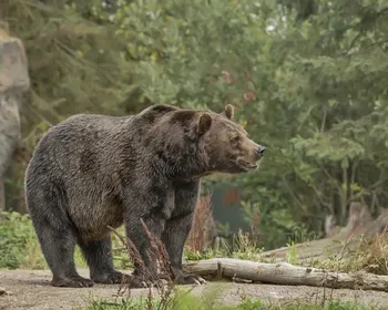 Urso ataca quatro pessoas em Fukushima, no Japão