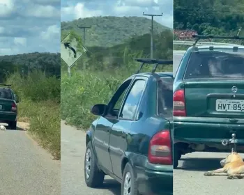 Vídeo mostra cachorro sendo arrastado por carro na rodovia BR-222, no Ceará
