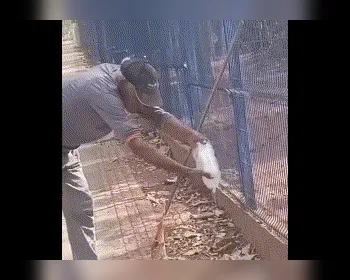 Vídeo: trabalhador tenta dar água a lagarto e perde parte do dedo após ataque