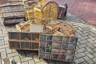  Operação da PM apreende 11 armas e resgata mais de 400 aves em Alagoas 