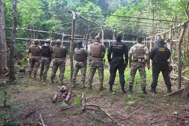 
				Operação destrói mais de 2 mil pés de maconha e cumpre 22 mandados em AL e PE

			