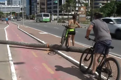
				Coqueiro cai e bloqueia ciclovia na orla de Jatiúca
			
			