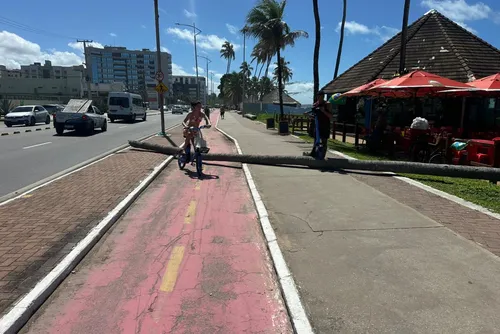 
				Coqueiro cai e bloqueia ciclovia na orla de Jatiúca
			
			