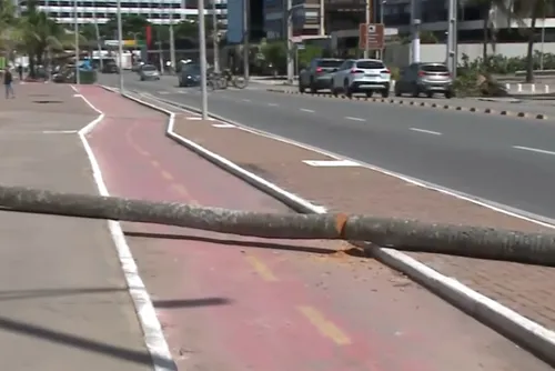 
				Coqueiro cai e bloqueia ciclovia na orla de Jatiúca
			
			