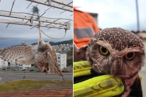 
				Coruja fica presa à linha com cerol em antena de casa e bombeiros precisam resgatar animal
			
			