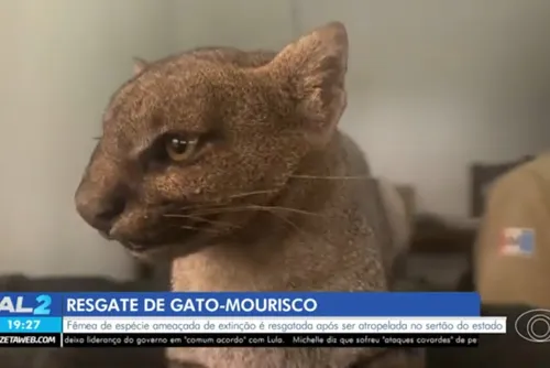 
				Gato-mourisco ameaçado de extinção é resgatado após atropelamento no Sertão de AL
			
			