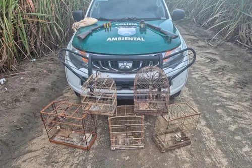
				Operação da PM apreende armas e resgata mais de 250 animais silvestres em Alagoas
			
			