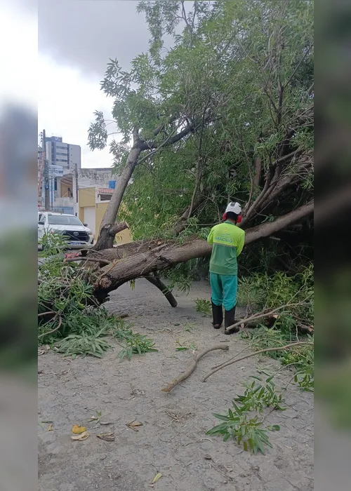 
				Árvore cai, derruba poste e atinge casa na Jatiúca
			
			
