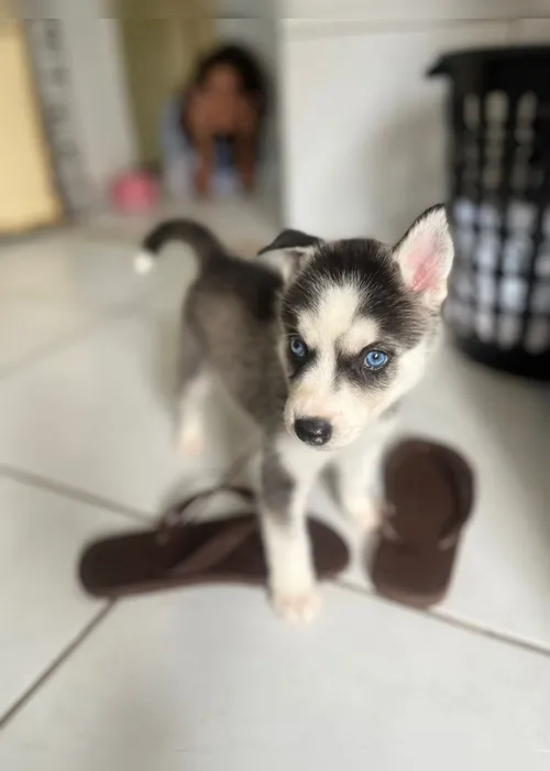 
				Cachorro morre após se assustar com fogos com estampido durante jogo do Brasil em Maceió; tutora faz alerta
			
			