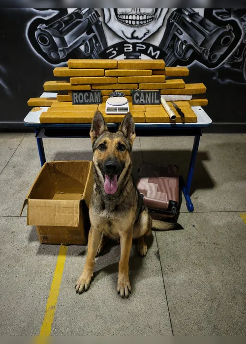 
				Casal é preso com mais de 25 kg de maconha após tentativa de fuga em Arapiraca
			
			