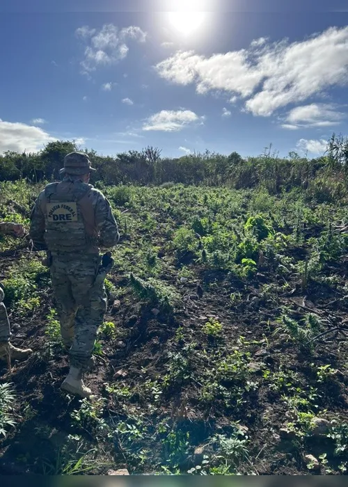 
				Operação destrói mais de 2 mil pés de maconha e cumpre 22 mandados em AL e PE

			