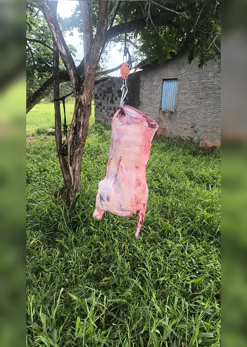 
				PM apreende armas, resgata 60 aves e encerra abate clandestino no interior de AL
			
			