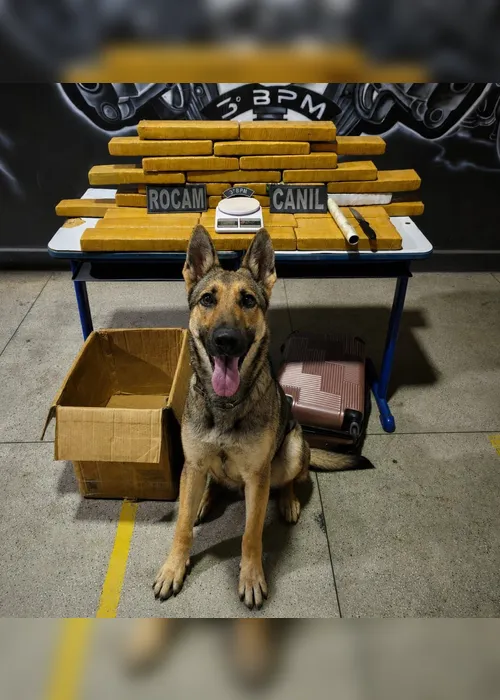 
				Polícia Militar apreende mais de 57 Kg de drogas; veja onde
			
			